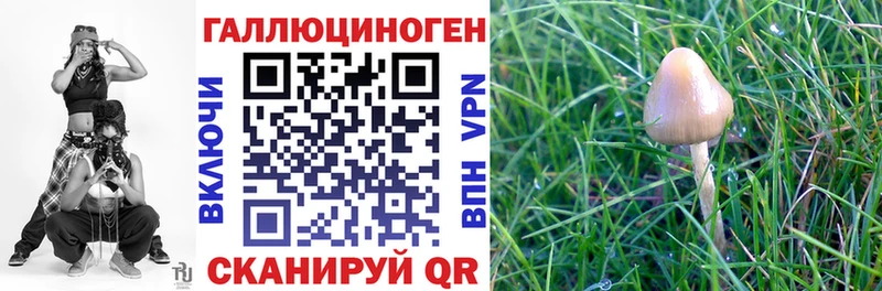 где можно купить   Семилуки  кракен маркетплейс  Псилоцибиновые грибы GOLDEN TEACHER 